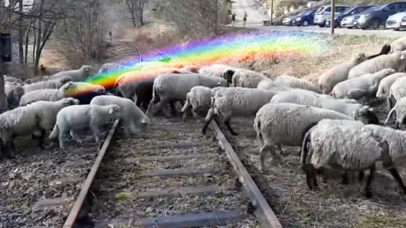 Die Schafe auf den Gleisen