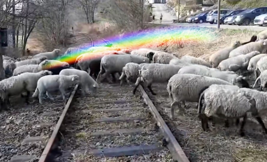 Die Schafe auf den Gleisen